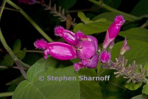 salvia puberula 6 graphic